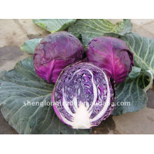 Chinesisches Purple Cabbage Gemüse